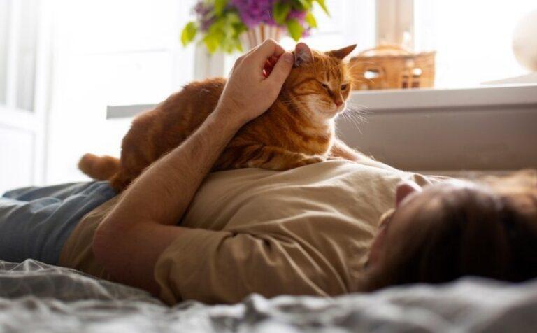 Cat sleep on stomach