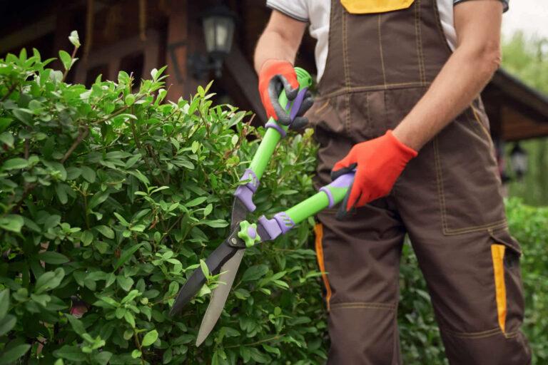 Shrub Pruning Tips