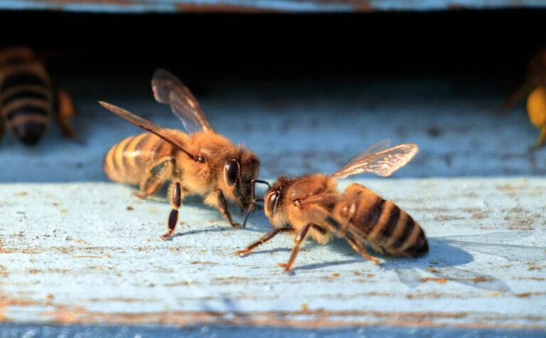 How To Prevent Bees And Wasps Control From Your Home