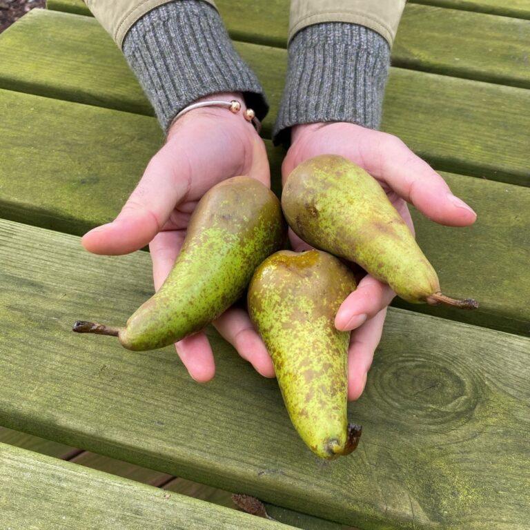 Pear Processing Plant Project Report 2024, Industry Trends, Business Plan, Cost and Revenue
