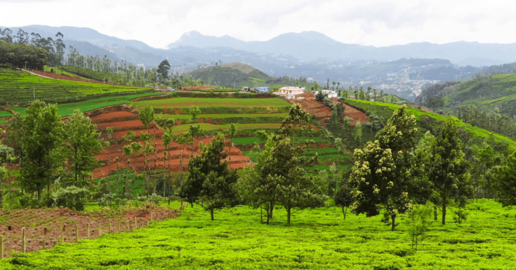 Untitled design 14 15 Most Stunning Places To Visit In Ooty In 2025