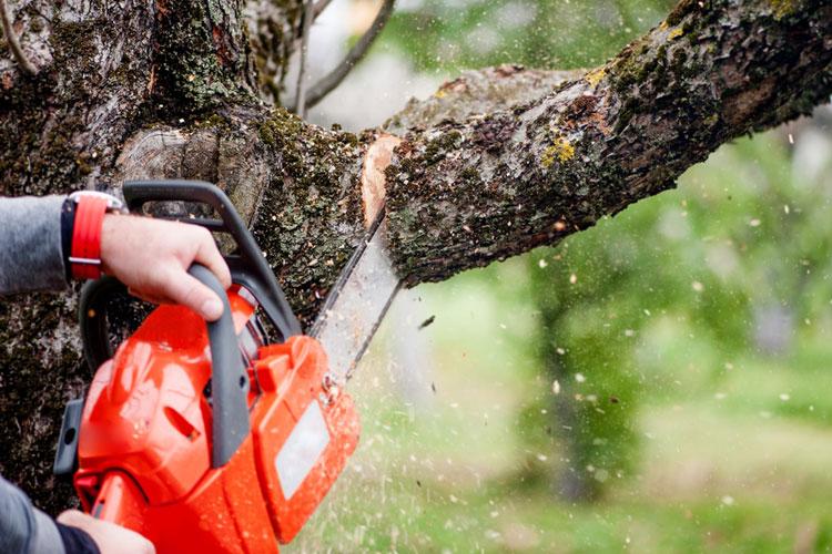 Transform Your Property with Expert Bluestone and Tree Removal Services Putnam County