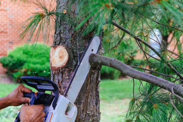 The Ultimate Guide to Tree Care and Maintenance