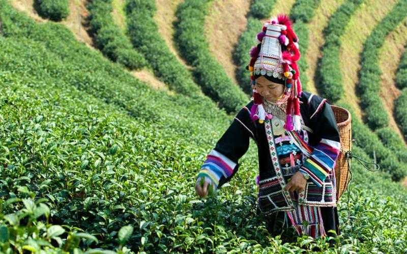 Who are Thailand’s Hill Tribes Thailand’s Hill Tribes