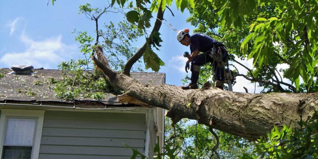Emergency tree service Reliable Tree Service in Arlington: Ensuring Healthy and Safe Trees