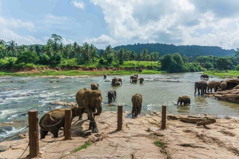 Réserve de la faune en Inde du sud