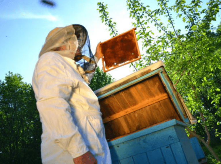 Importance of Humane Bee Relocation and When to Call a Professional