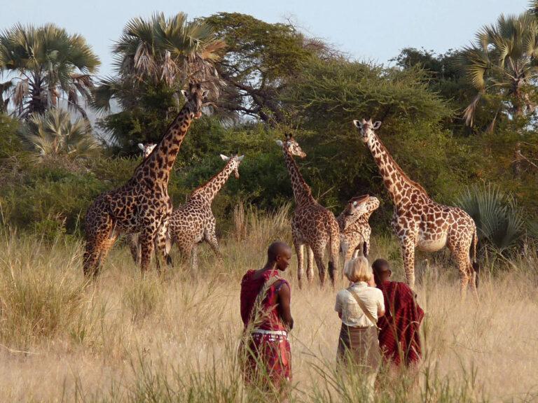 african safari tours