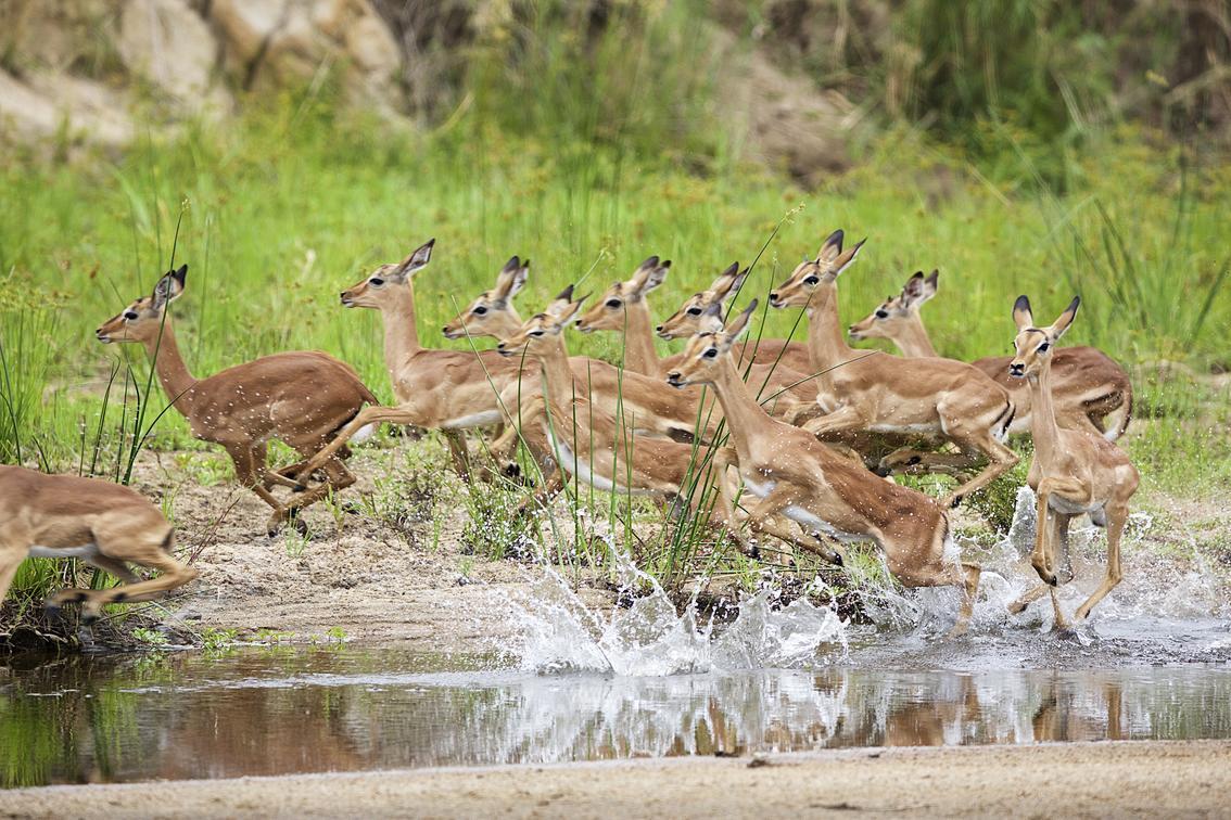 African safari holidays African safari holidays