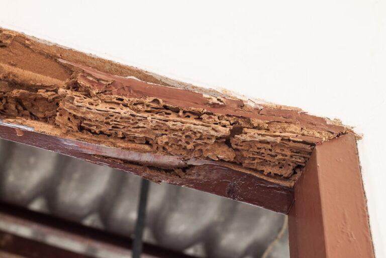 Essential Tips to Prevent Termite Damage in Toronto Homes
