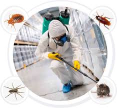 Comprehensive Guide to Pest Control in Guelph
