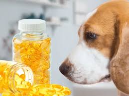 Best Dog Fish Oil Supplement