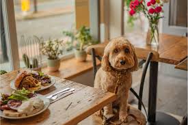 Dog-Friendly Restaurants in San Diego