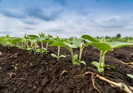 Nitrogen Fixation in Agriculture