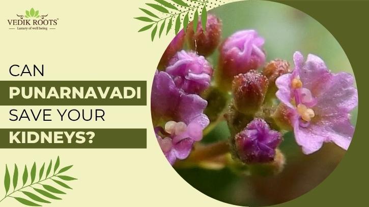 punarnavadi guggulu benefits , Punarnava powder , Benefits of punarnava
