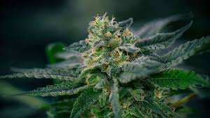 The Rise of Weed Delivery in Kitchener: A Convenient Cannabis Solution